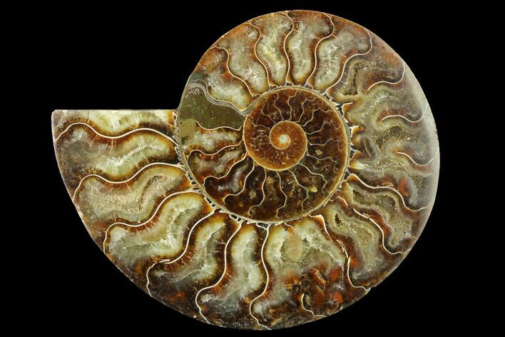 Cut & Polished Ammonite Fossil (Half) - Madagascar #166831